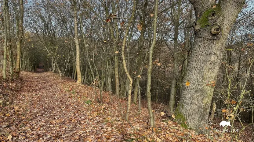 Prodej pozemku, Jílové u Prahy, 3438 m2