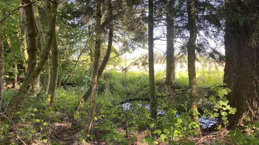 Prodej pozemku pro bydlení, Plzeň, 1929 m2