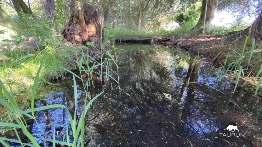 Prodej pozemku pro bydlení, Plzeň, 1929 m2