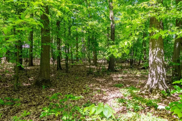 Prodej lesa, Petrov, 6490 m2