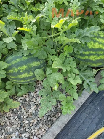 Prodej zahrady, Jirkov, 356 m2