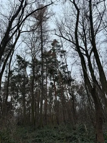 Prodej lesa, Týnec nad Labem, 7079 m2