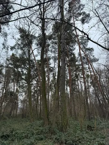 Prodej lesa, Týnec nad Labem, 7079 m2