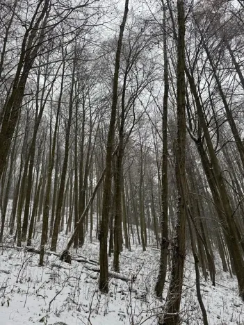 Prodej lesa, Velké Losiny, 7690 m2