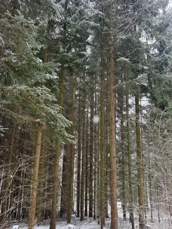 Prodej lesa, Velké Losiny, 7690 m2