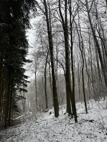 Prodej lesa, Velké Losiny, 7690 m2