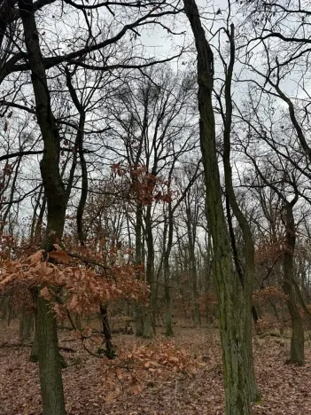 Prodej podílu lesa, Lesonice, 1518 m2