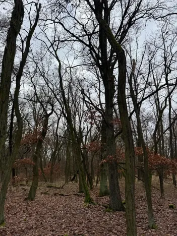 Prodej podílu lesa, Lesonice, 1518 m2