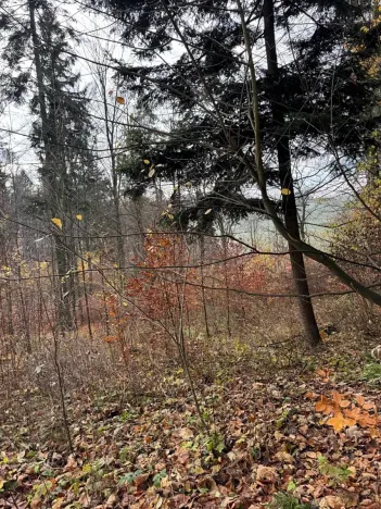Prodej lesa, Ludmírov, 9585 m2