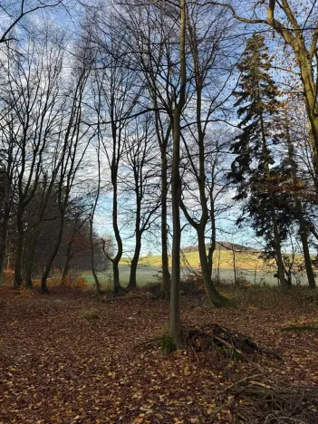 Prodej lesa, Ludmírov, 9585 m2