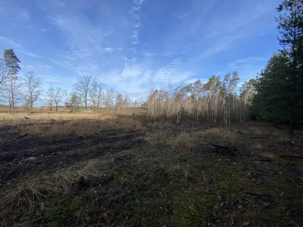 Prodej lesa, Veliny, 4968 m2