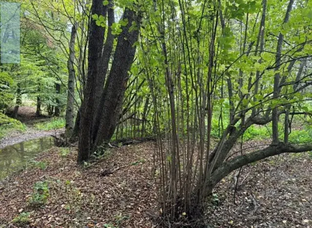 Dražba louky, Velká Polom, 2296 m2