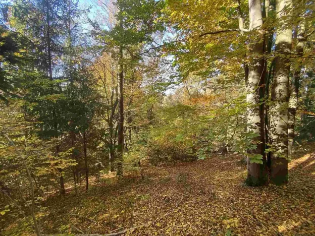 Prodej pole, Železný Brod, 12622 m2