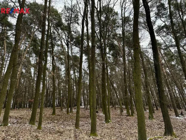 Prodej lesa, Ostřetín, 21595 m2