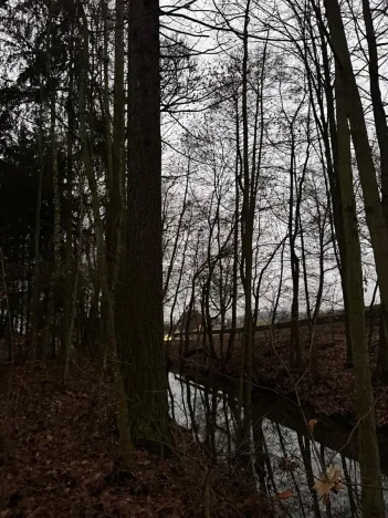 Prodej lesa, Předslav, 6263 m2