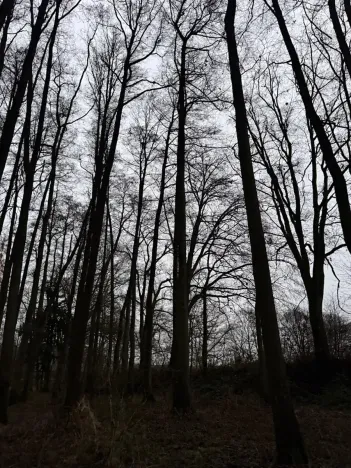 Prodej lesa, Předslav, 6263 m2