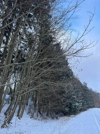 Prodej lesa, Lužany, 2098 m2