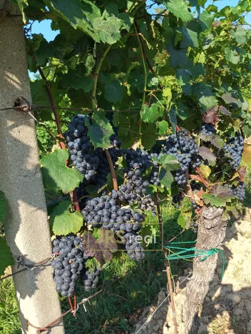 Prodej pozemku, Mutěnice, 3399 m2