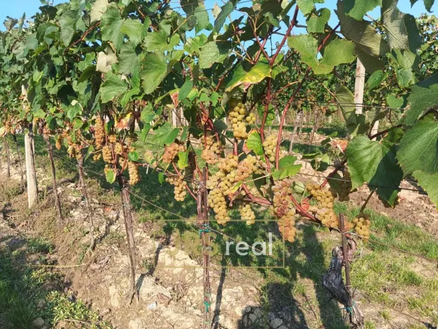 Prodej pozemku, Mutěnice, 3399 m2