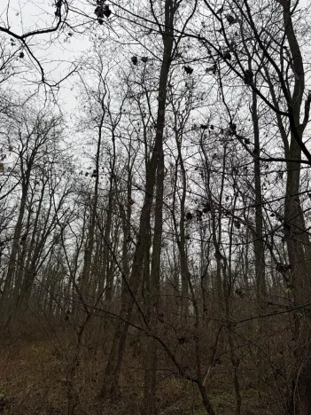 Prodej podílu lesa, Mutěnice, 1819 m2