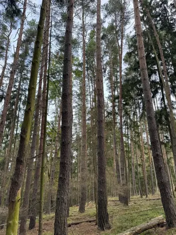 Prodej lesa, Chrášťany, 11900 m2