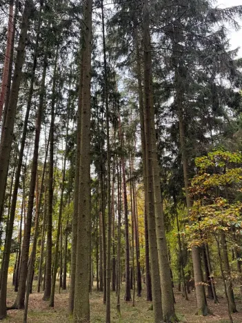 Prodej lesa, Chrášťany, 11900 m2