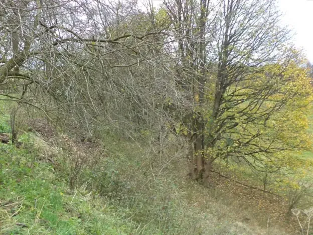 Dražba pozemku, Aš, 1691 m2