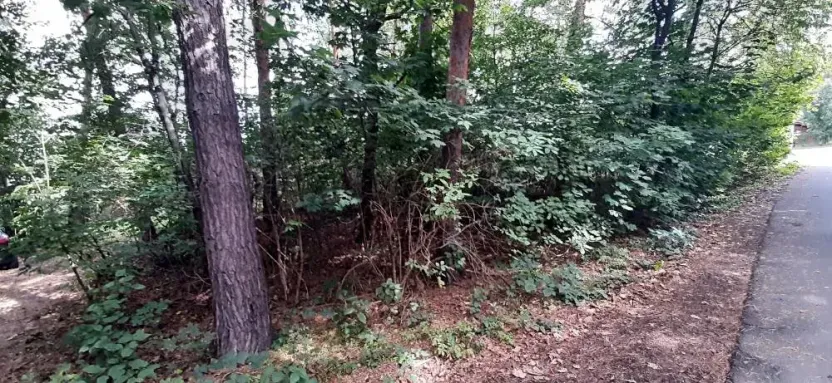 Prodej lesa, Mostkovice, 576 m2