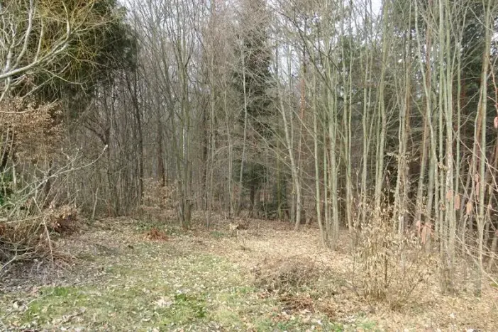 Prodej lesa, Slapy, 4059 m2