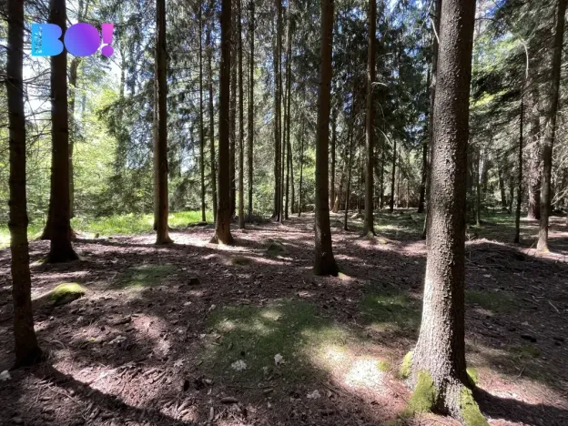 Prodej lesa, Žďár nad Sázavou - Stržanov, 43856 m2