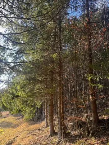 Prodej lesa, Huslenky, 11045 m2