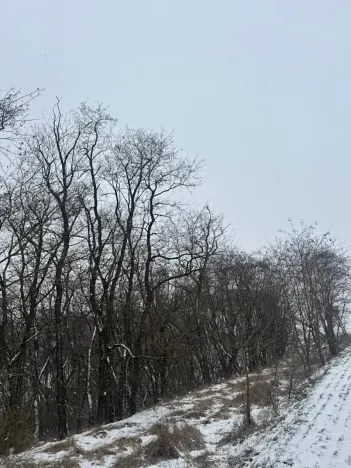 Prodej podílu lesa, Ivančice, 2330 m2