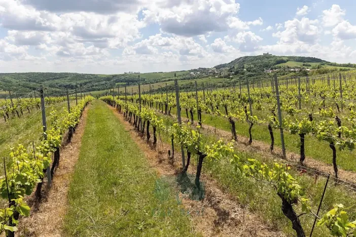 Prodej vinného sklepa, Pavlov, Na Návsi, 49 m2