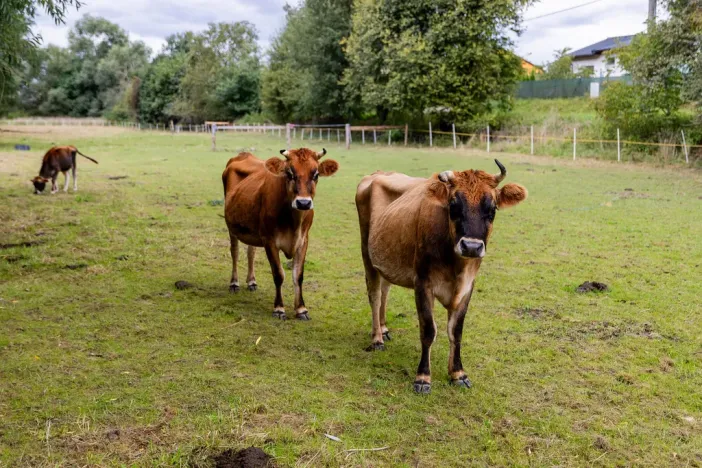 Prodej rodinného domu, Litíč, 60 m2