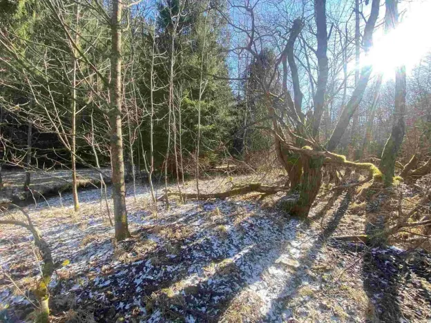 Prodej pozemku, Čachrov - Javorná, 10377 m2