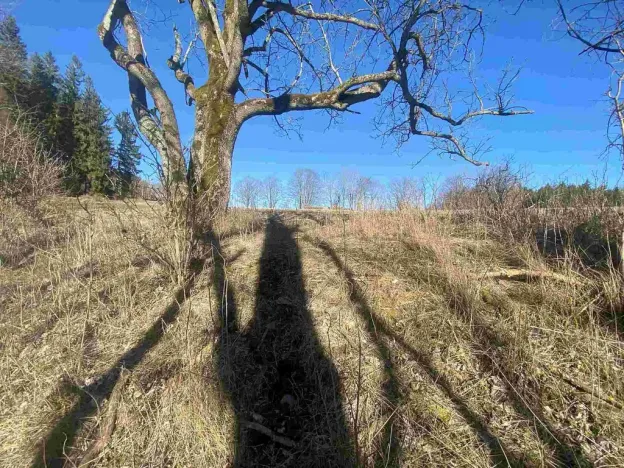 Prodej pozemku, Čachrov - Javorná, 2391 m2