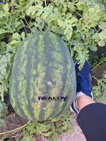 Prodej zahrady, Podbořany, Sídliště Míru, 200 m2