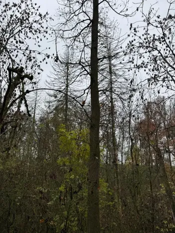 Prodej lesa, Boreč, 3833 m2