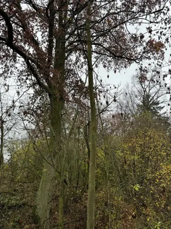 Prodej lesa, Boreč, 3833 m2