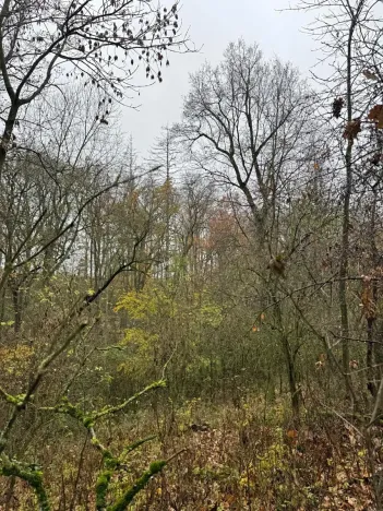 Prodej lesa, Boreč, 3833 m2