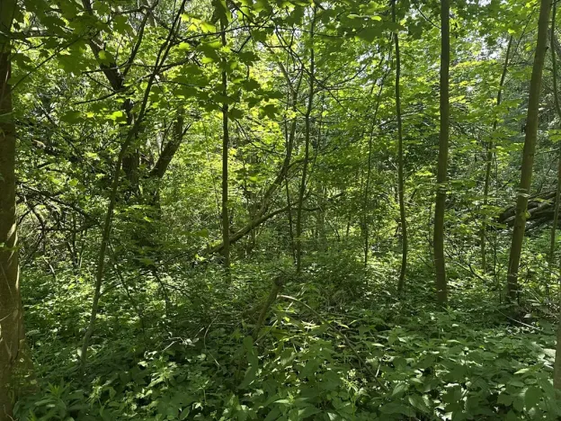 Dražba pozemku, Klášterec nad Ohří, 22680 m2