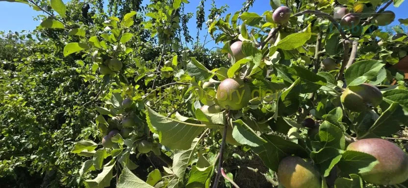 Pronájem zahrady, Opava, Těšínská, 300 m2