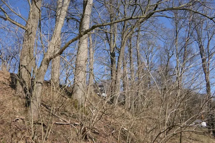 Prodej lesa, Raspenava, 656 m2