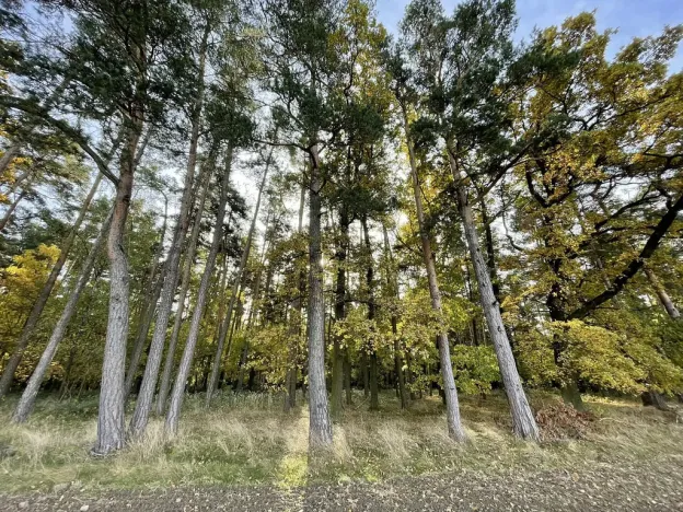 Prodej lesa, Lipí - Kaliště u Lipí, 23659 m2