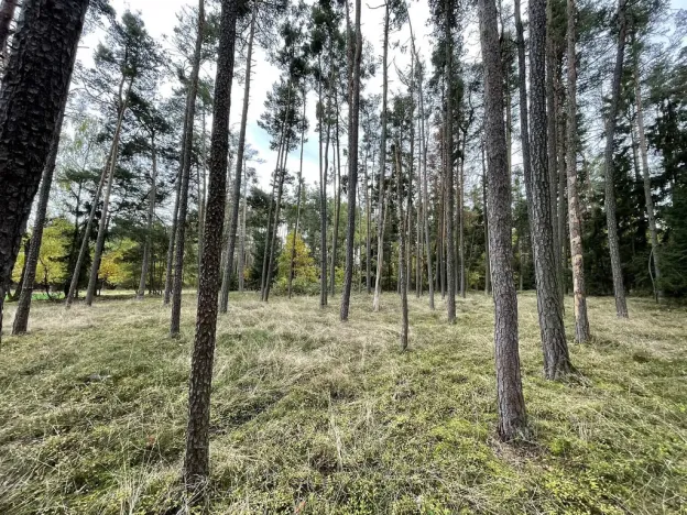 Prodej lesa, Lipí - Kaliště u Lipí, 23659 m2