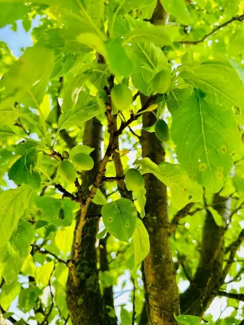 Pronájem sadu/vinice, Komňa, 50600 m2