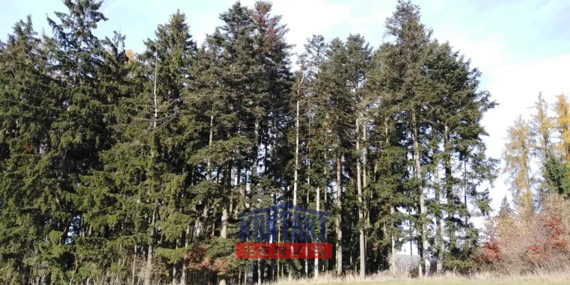 Prodej lesa, Letiny - Svárkov, 12818 m2