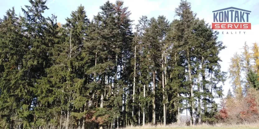 Prodej lesa, Letiny - Svárkov, 10142 m2