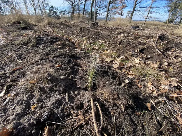 Prodej lesa, Veliny, 5028 m2