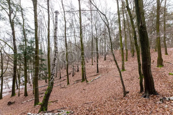 Prodej lesa, Velké Popovice, 19731 m2